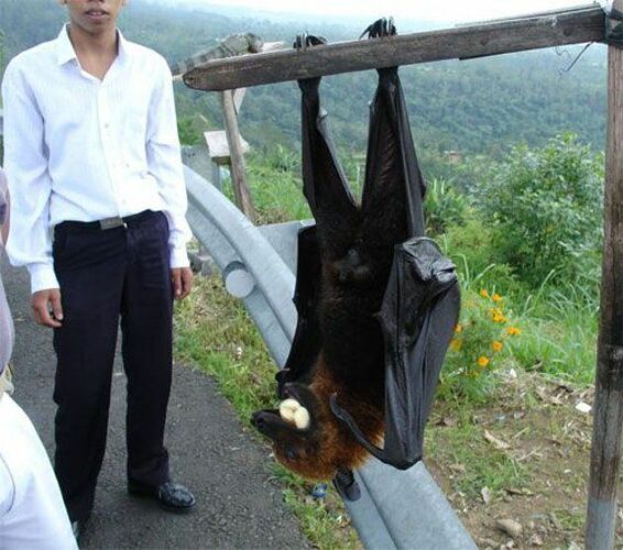 Fruit Bat