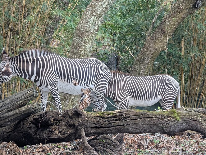 PXL_20241109_194823113.RAW-01.COVER