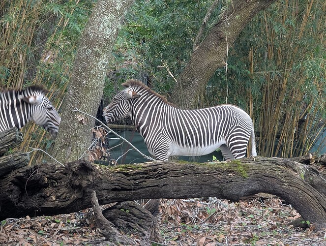 PXL_20241109_194828823.RAW-01.COVER