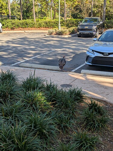 PXL_20241130_185539895.RAW-01.COVER