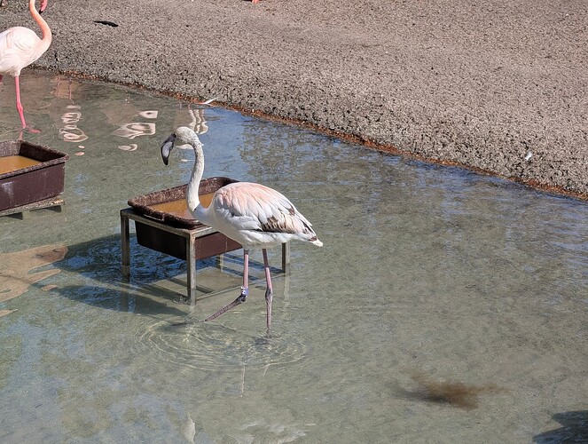 PXL_20251203_182311299.RAW-01